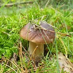 Wilczy Zew Private & Nature Borne