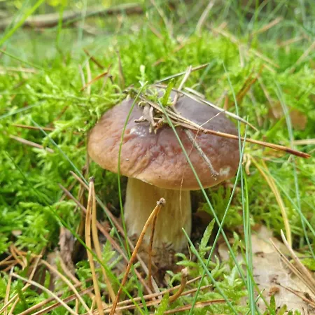 Wilczy Zew Private & Nature Borne