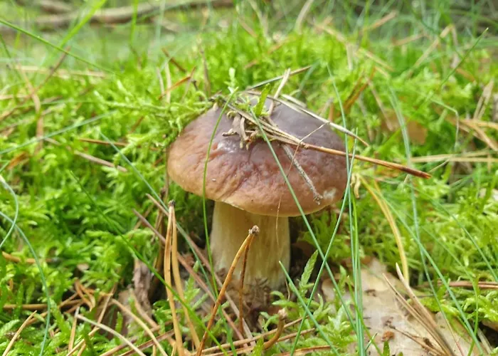 Wilczy Zew Private & Nature Borne